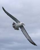 White-capped Albatross (Thalassarche cauta)